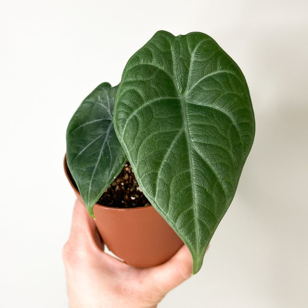 Alocasia Maharani  (Babypflanze) Foliage Dreams
