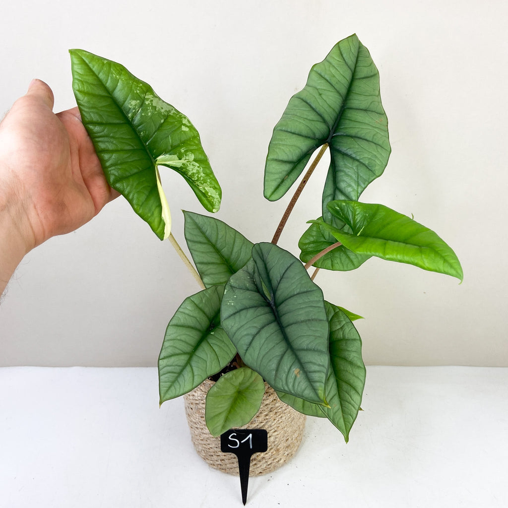 Alocasia Platinum Variegata – Foliage Dreams