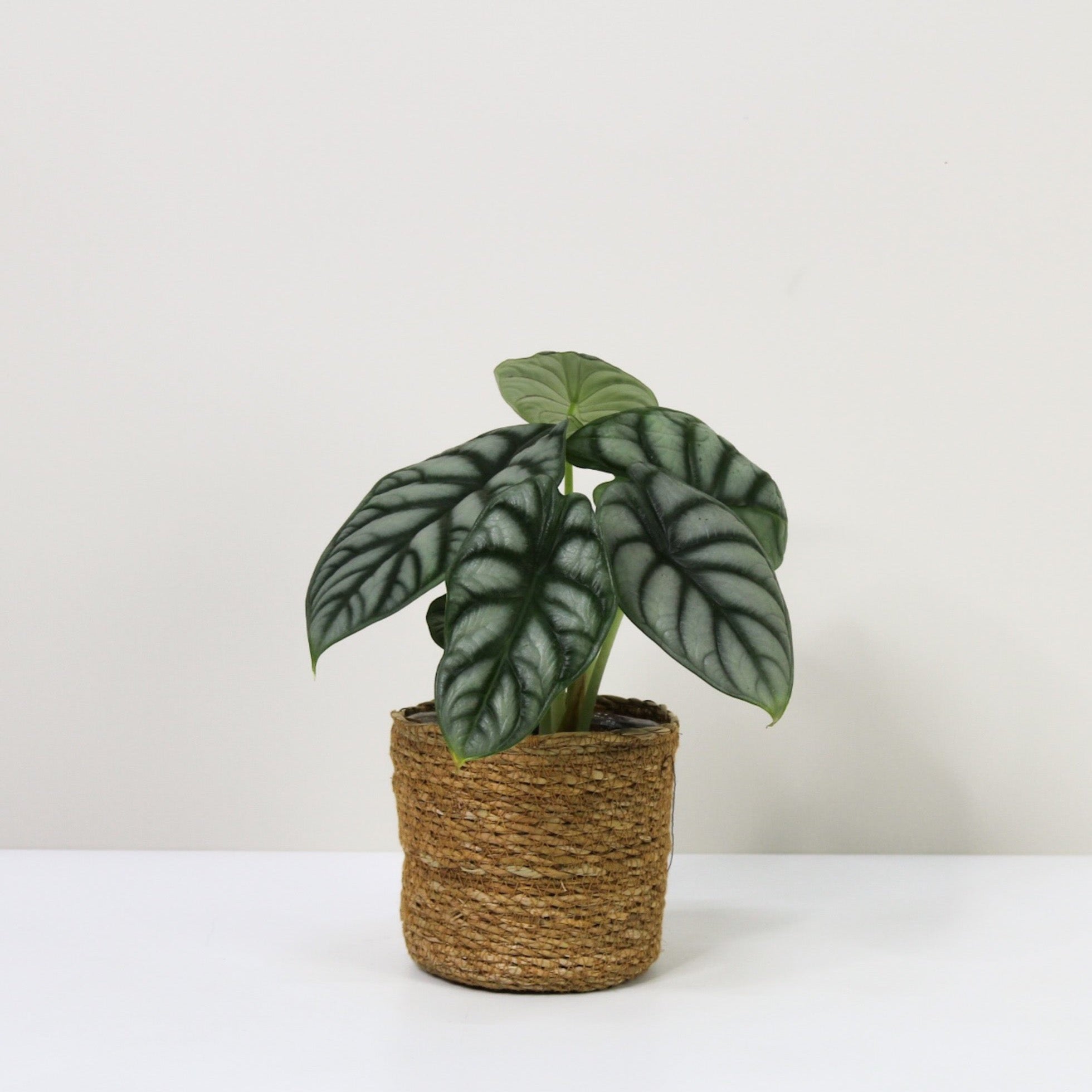 Alocasia Silver Dragon (Elefantenohr) - M