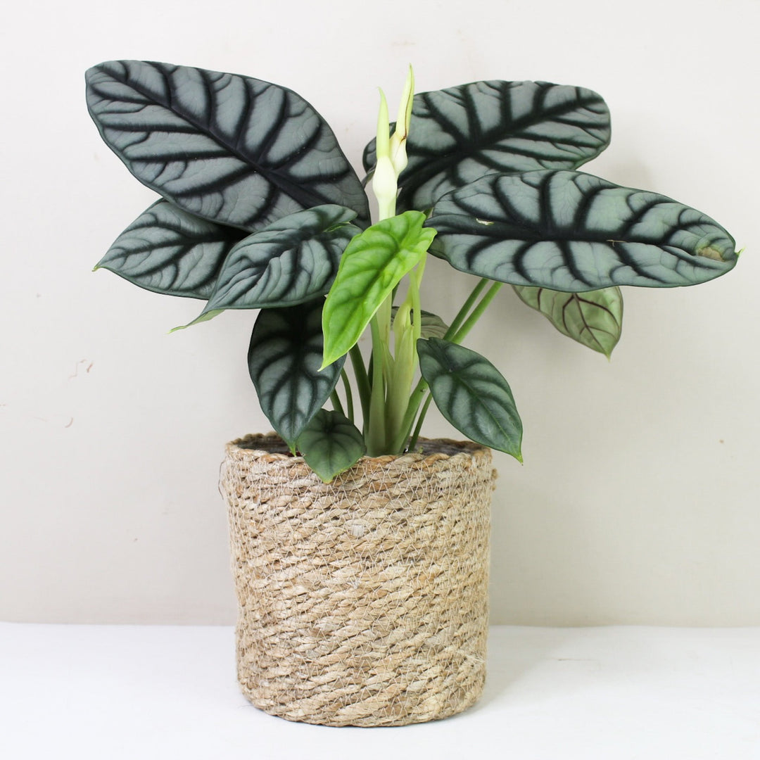 Alocasia Silver Dragon (Elefantenohr) – Foliage Dreams