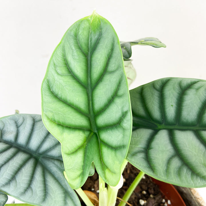 Alocasia Silver Dragon Variegata Foliage Dreams