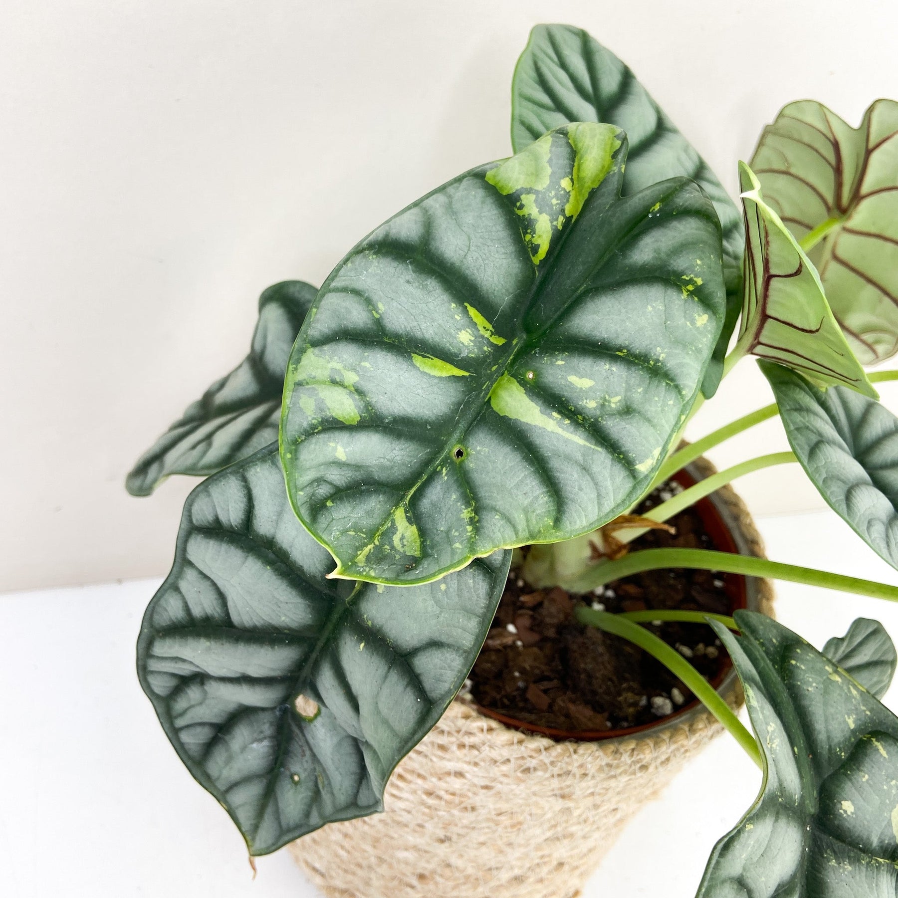 Alocasia Silver dragon aurea variegata main image 1