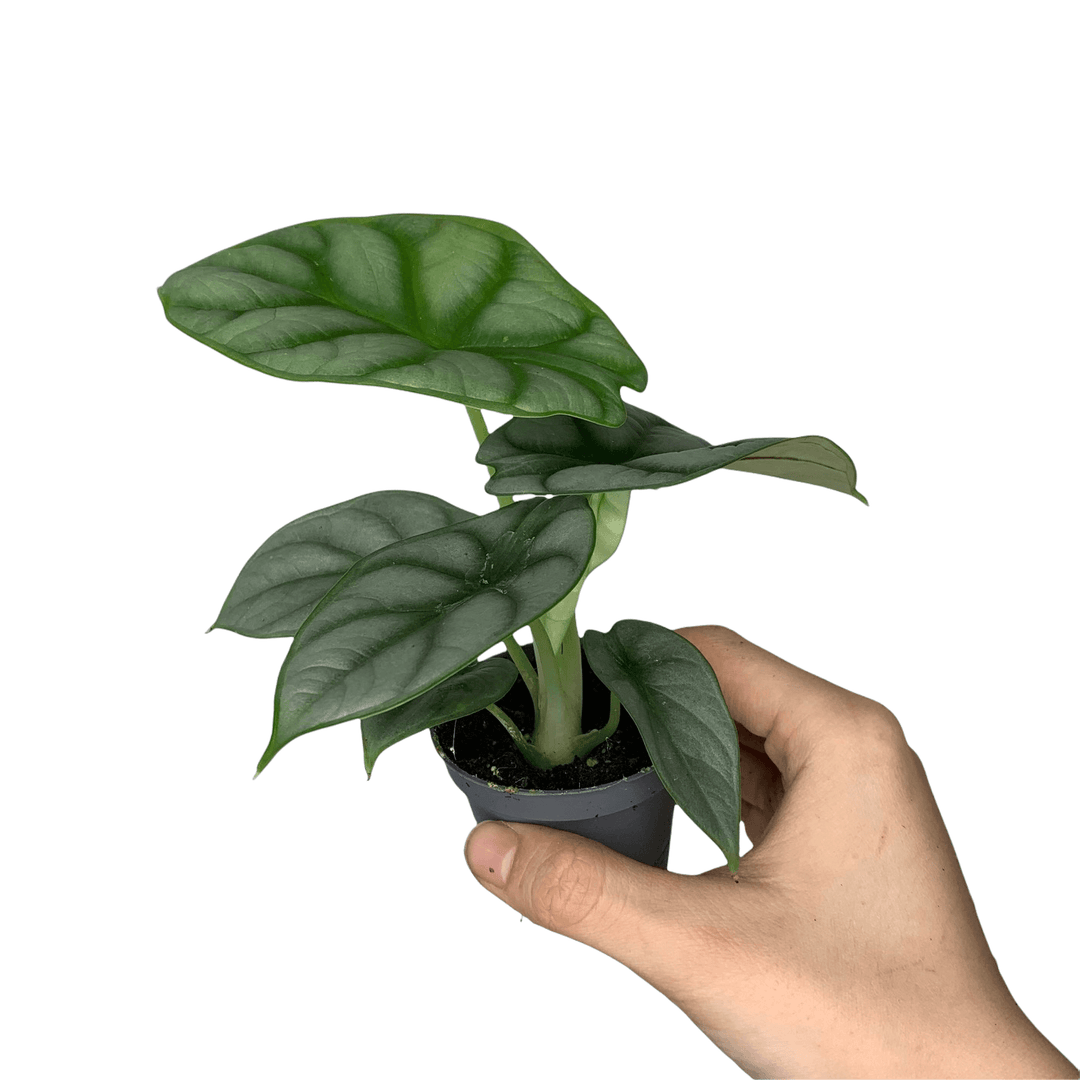 Alocasia Silver Dragon - young plant Foliage Dreams