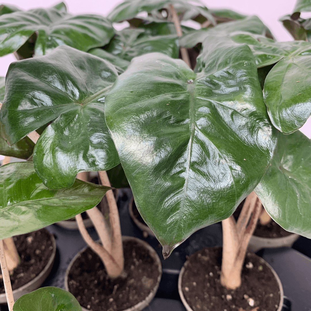 Alocasia Yucatan Princess - young plant Foliage Dreams