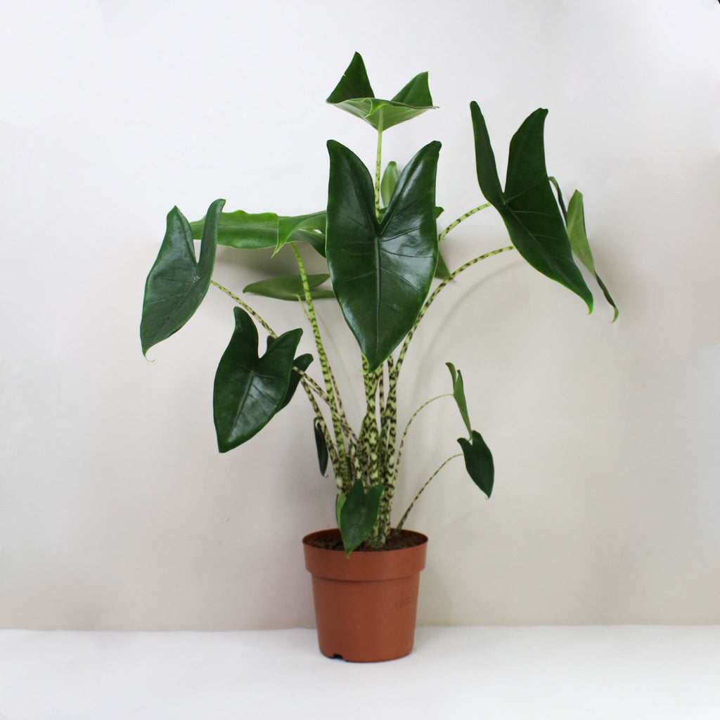 Alocasia Zebrina