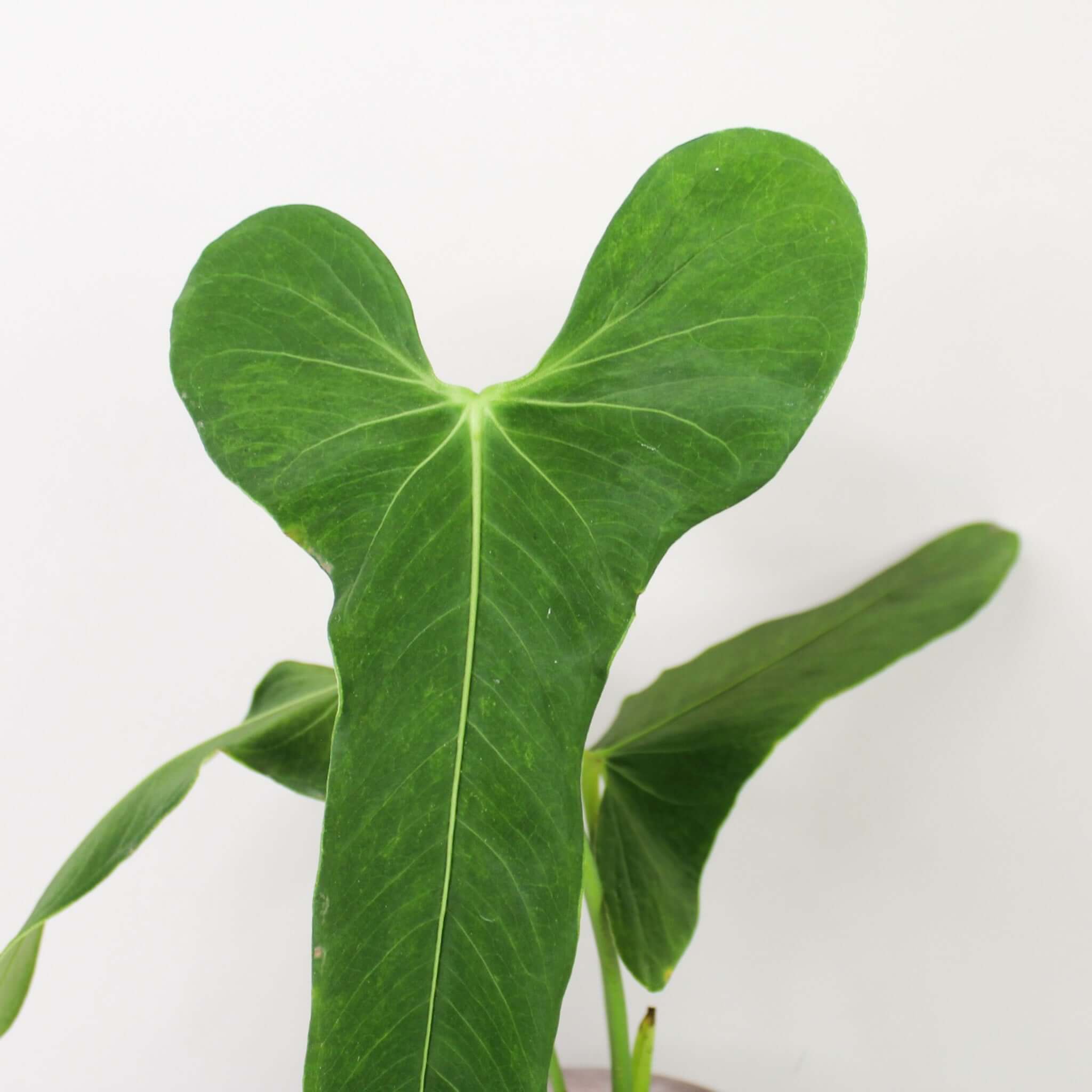 Anthurium rubrinervium velvet 2 Anthurium 'Velvet Shadow' – J & S