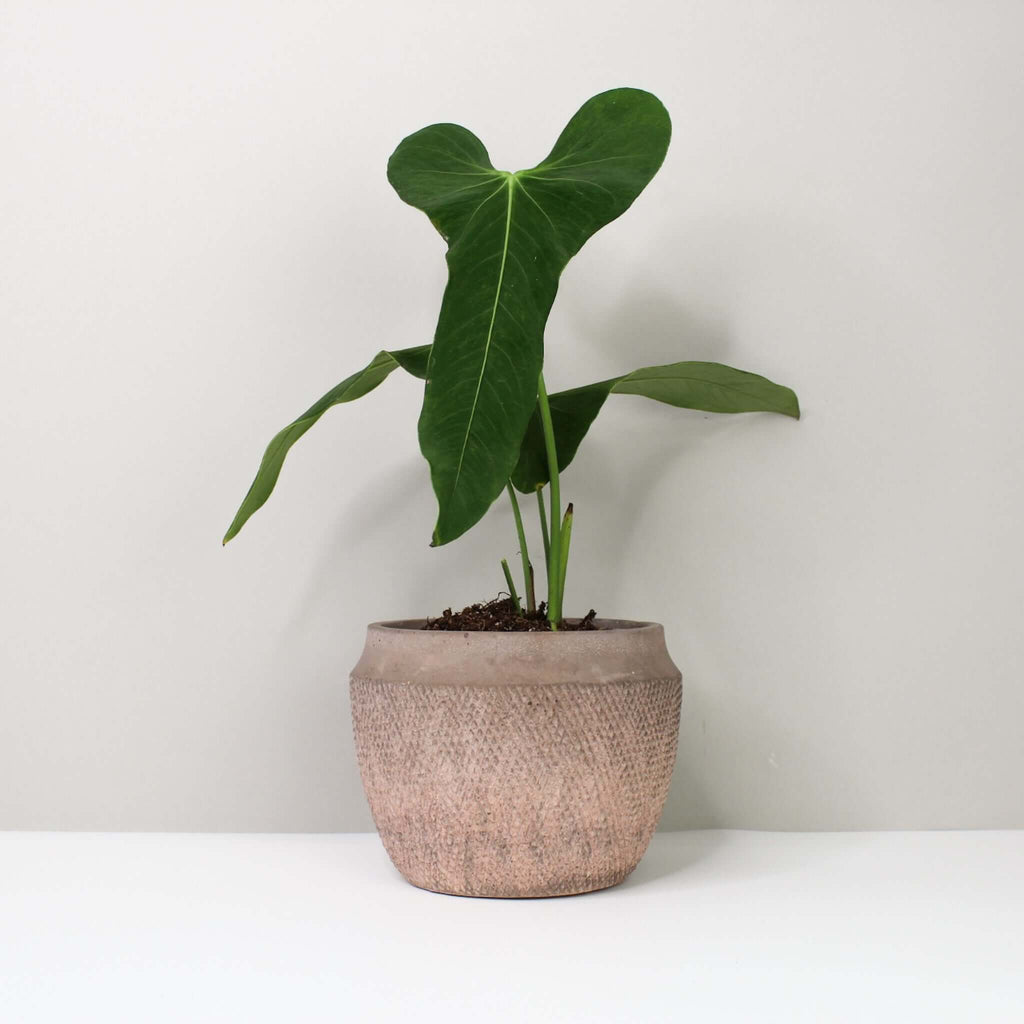 Anthurium Argyrostachyum 'Velvet'  Foliage Dreams