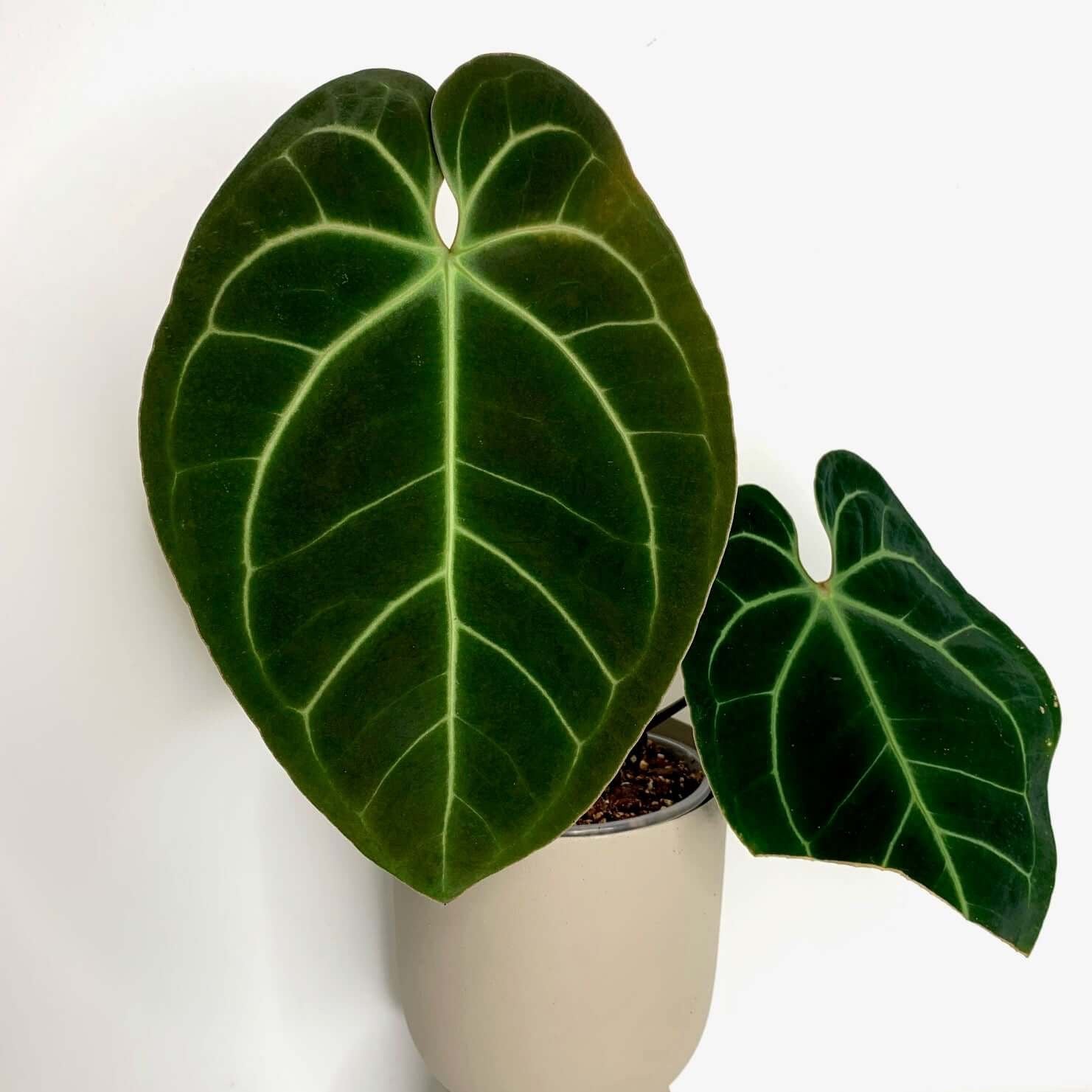 ◎＿◎；）☆Anthurium besseae aff.☆アンスリウム珍品 - 観葉植物