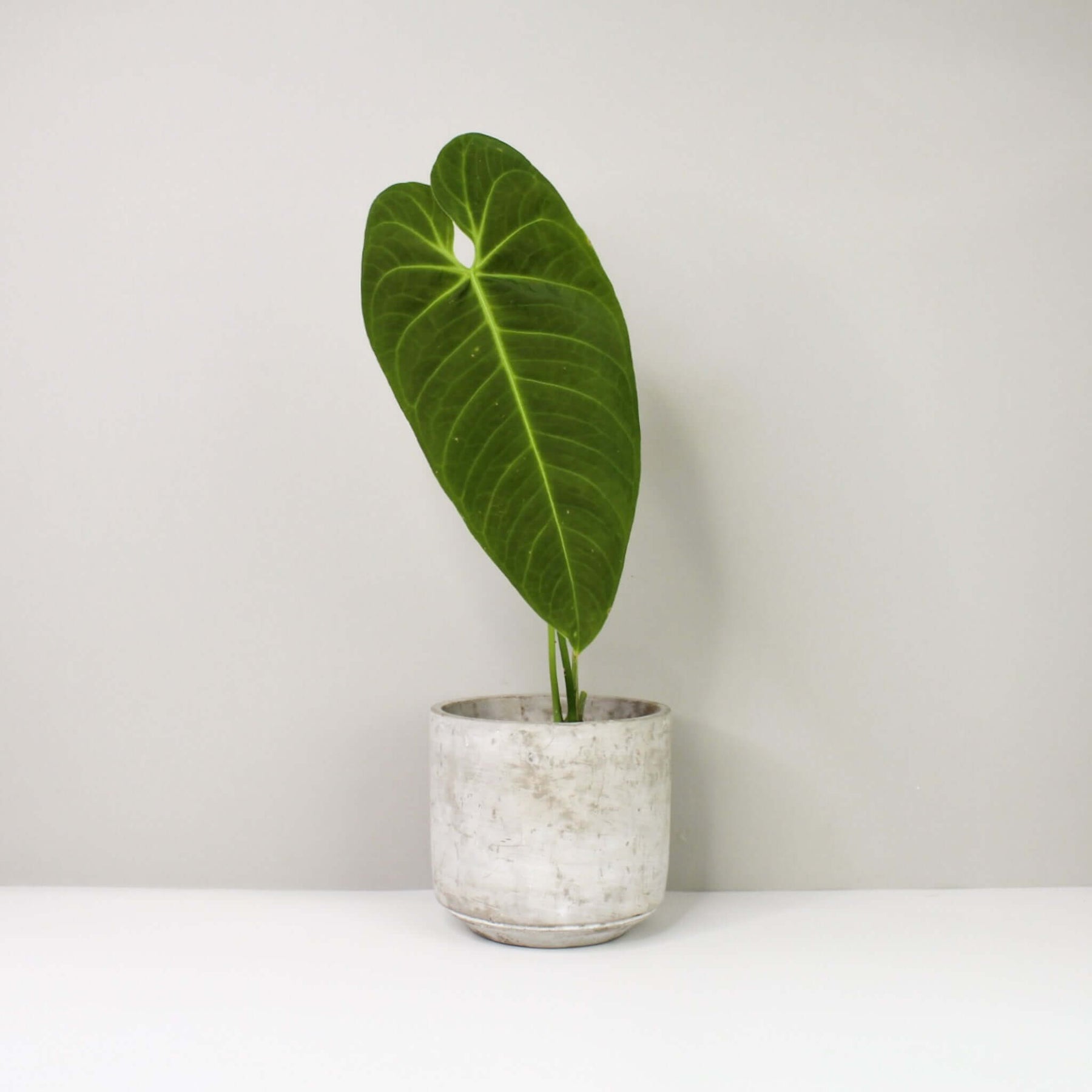 anthurium cirinoi Anthurium cirinoi velvet – Foliage Dreams