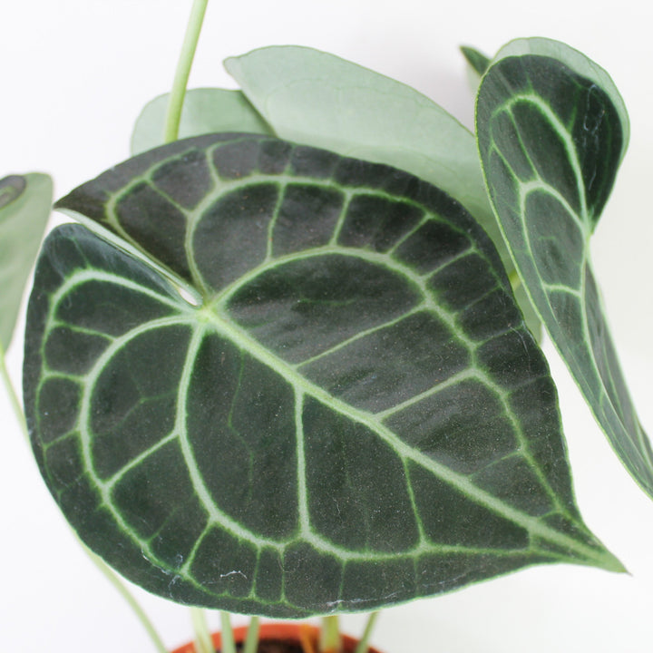 Anthurium Clarinervium (Herzblattblume) Foliage Dreams