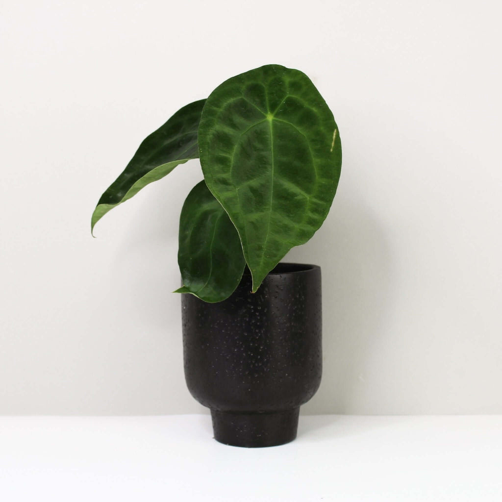 Anthurium Forgetii 'Dark Form'  Foliage Dreams