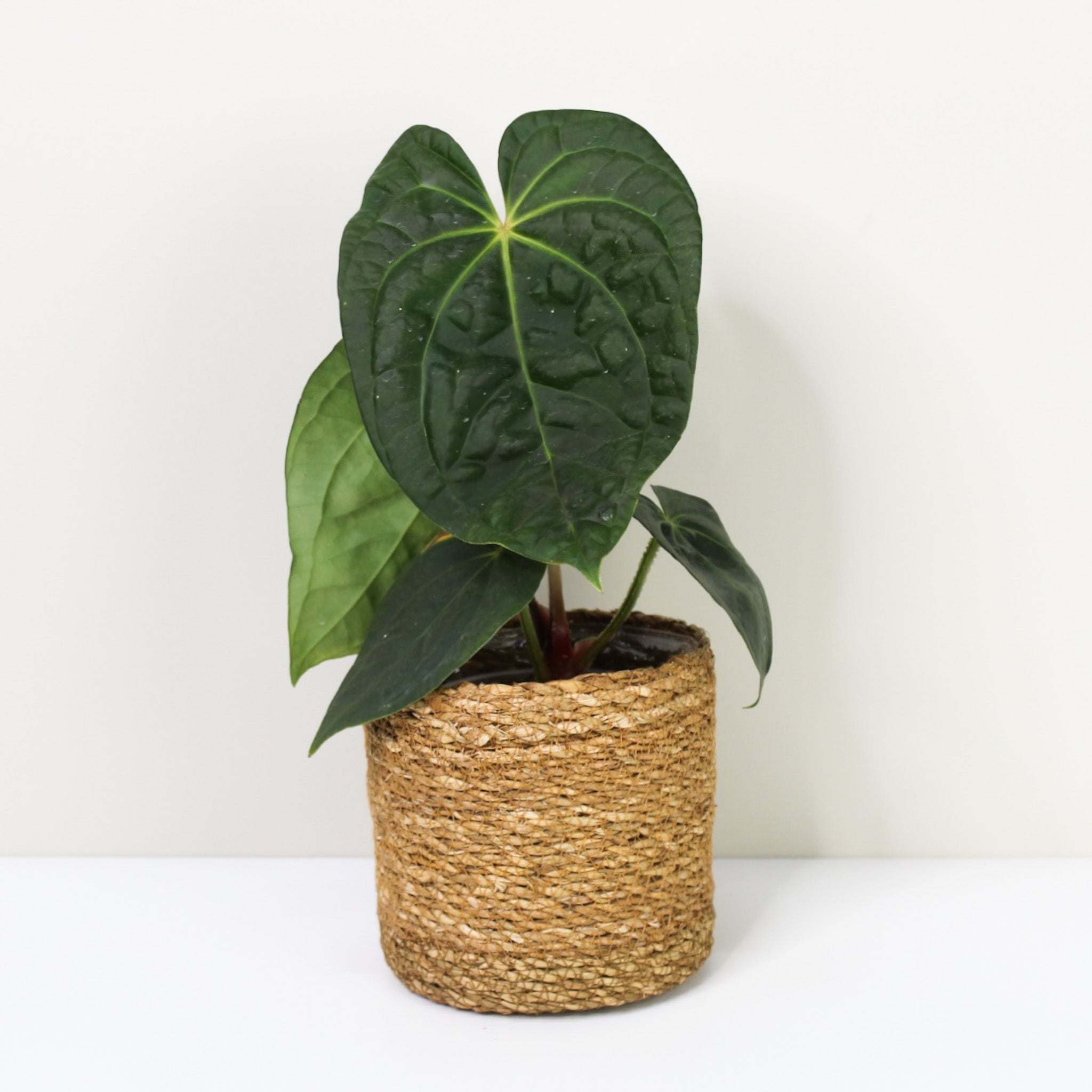 Anthurium Magnificum x Luxurians – Foliage Dreams
