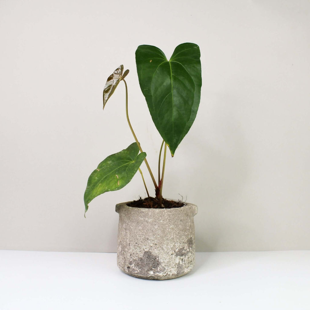 anthurium moronense Anthurium Magnificum x Moronense – Foliage Dreams