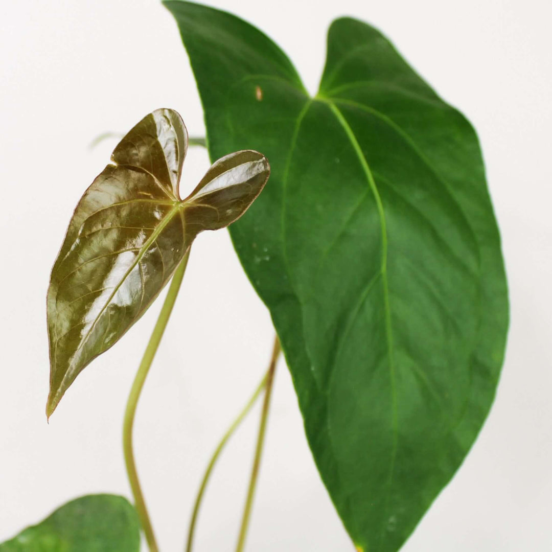 anthurium moronense Anthurium Magnificum x Moronense – Foliage Dreams