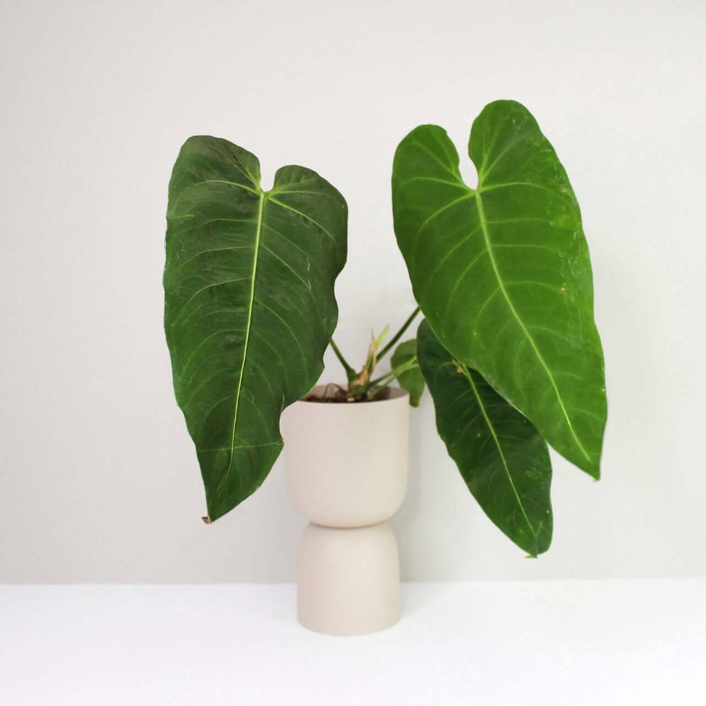 metallicum anthurium Anthurium metallicum – Foliage Dreams