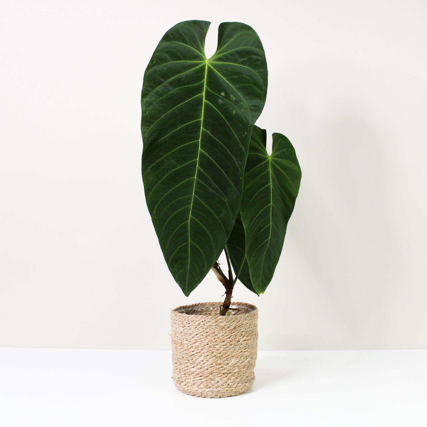 anthurium queremalense Anthurium Queremalense – Foliage Dreams