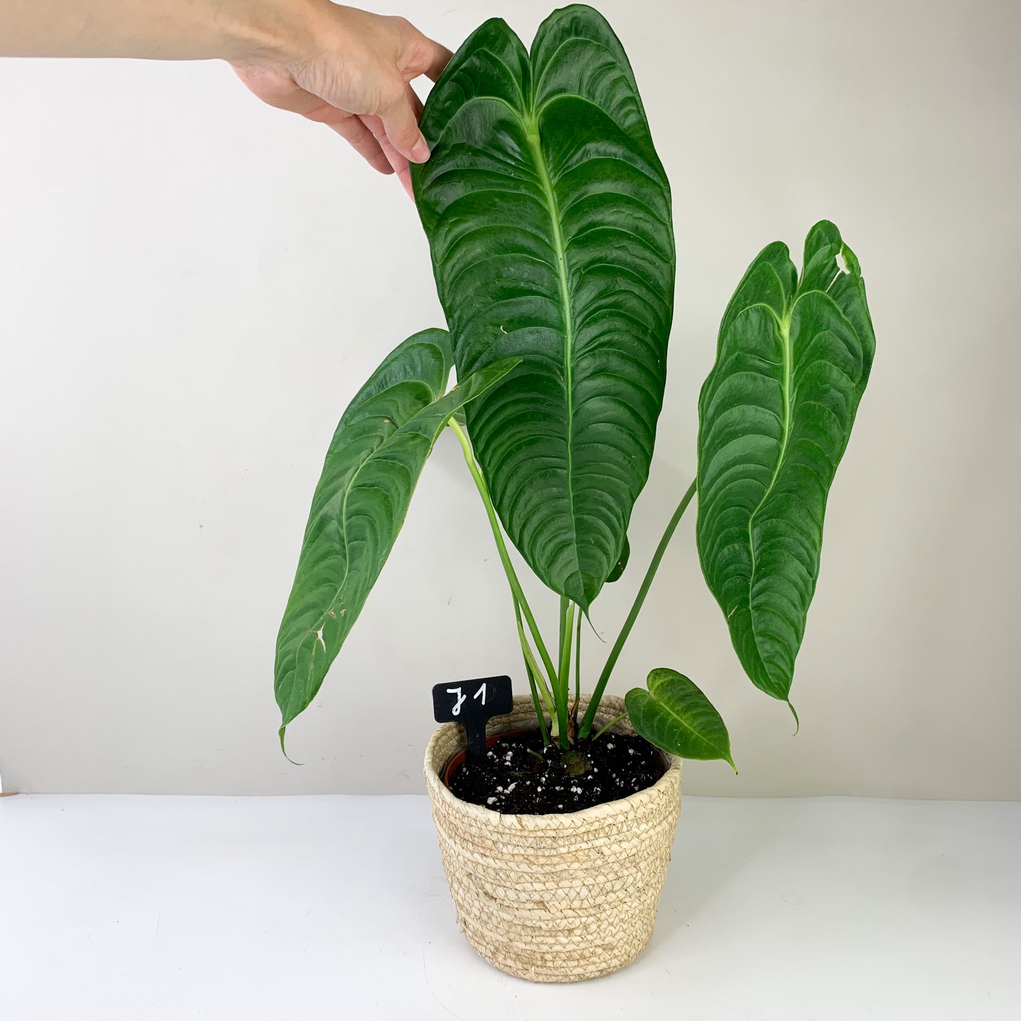 アンスリウムベイチータイプAnthurium veitchii type - 植物/観葉植物