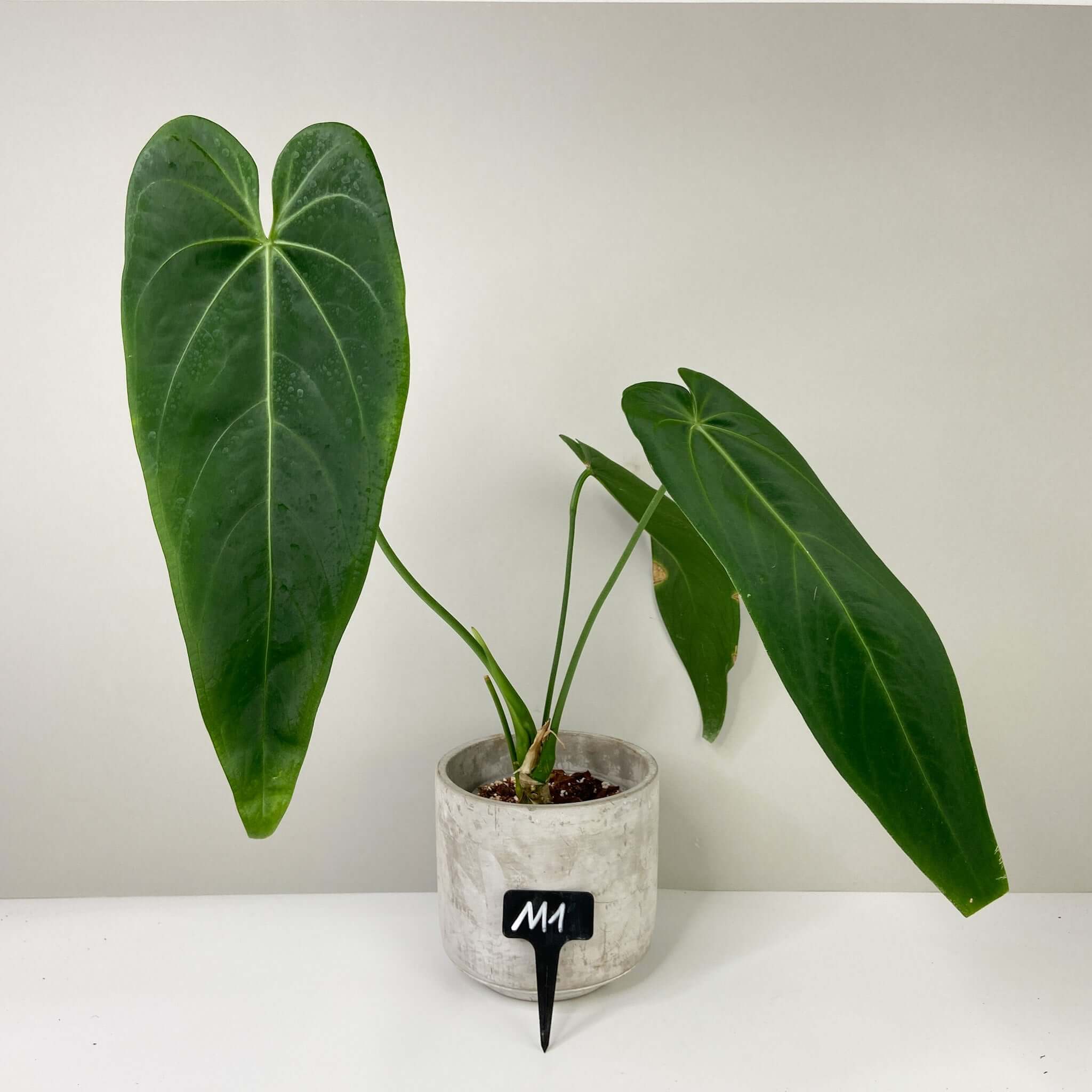Anthurium Warocqueanum 'Esmeralda' – Foliage Dreams