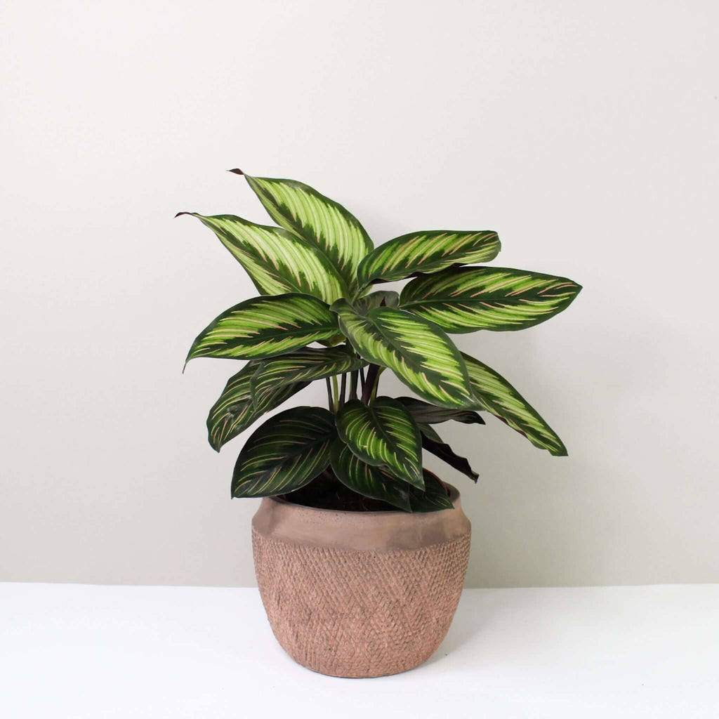 Calathea Beauty Star (Korbmarante) Foliage Dreams