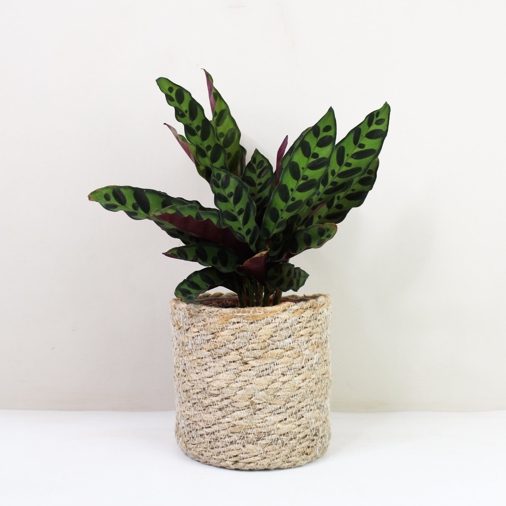 Florari Calathea Lancifolia  Lanzenblttrige Korbmarante 6cm Topf   Blattschmuckpflanze