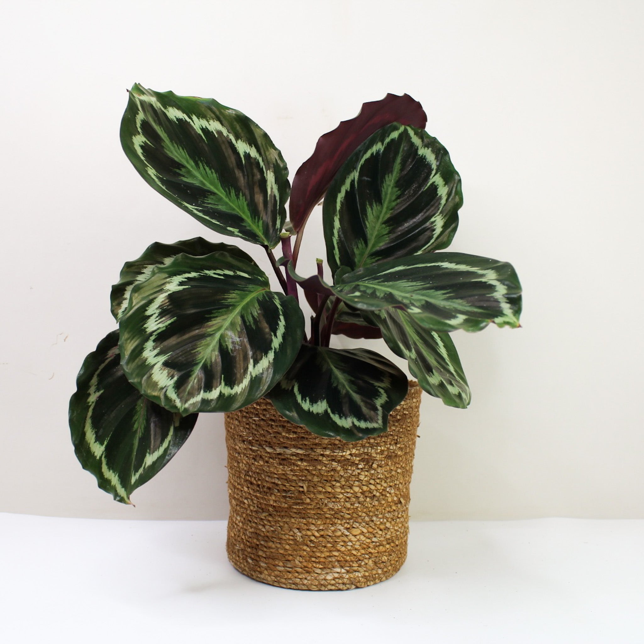 Calathea Medallion (Korbmarante)
