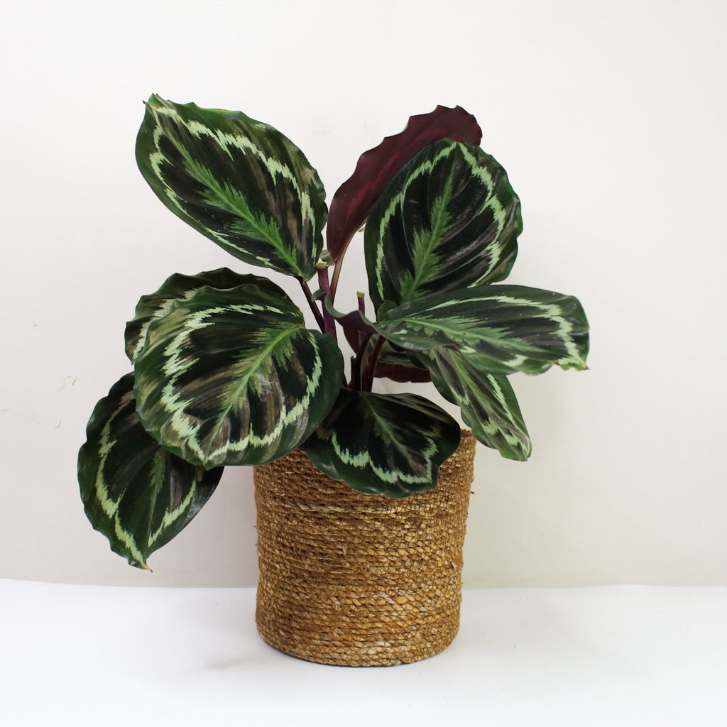 Calathea Medallion (Korbmarante)  Foliage Dreams