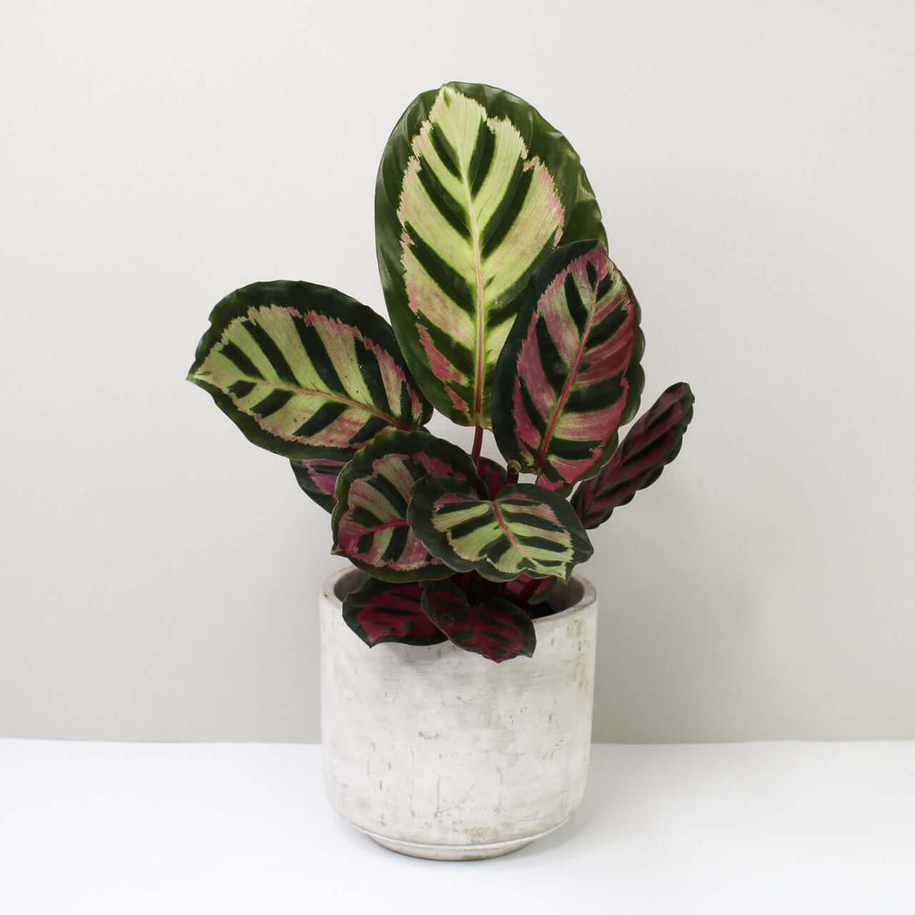 Calathea Roseopicta Cora (Korbmarante) – Foliage Dreams