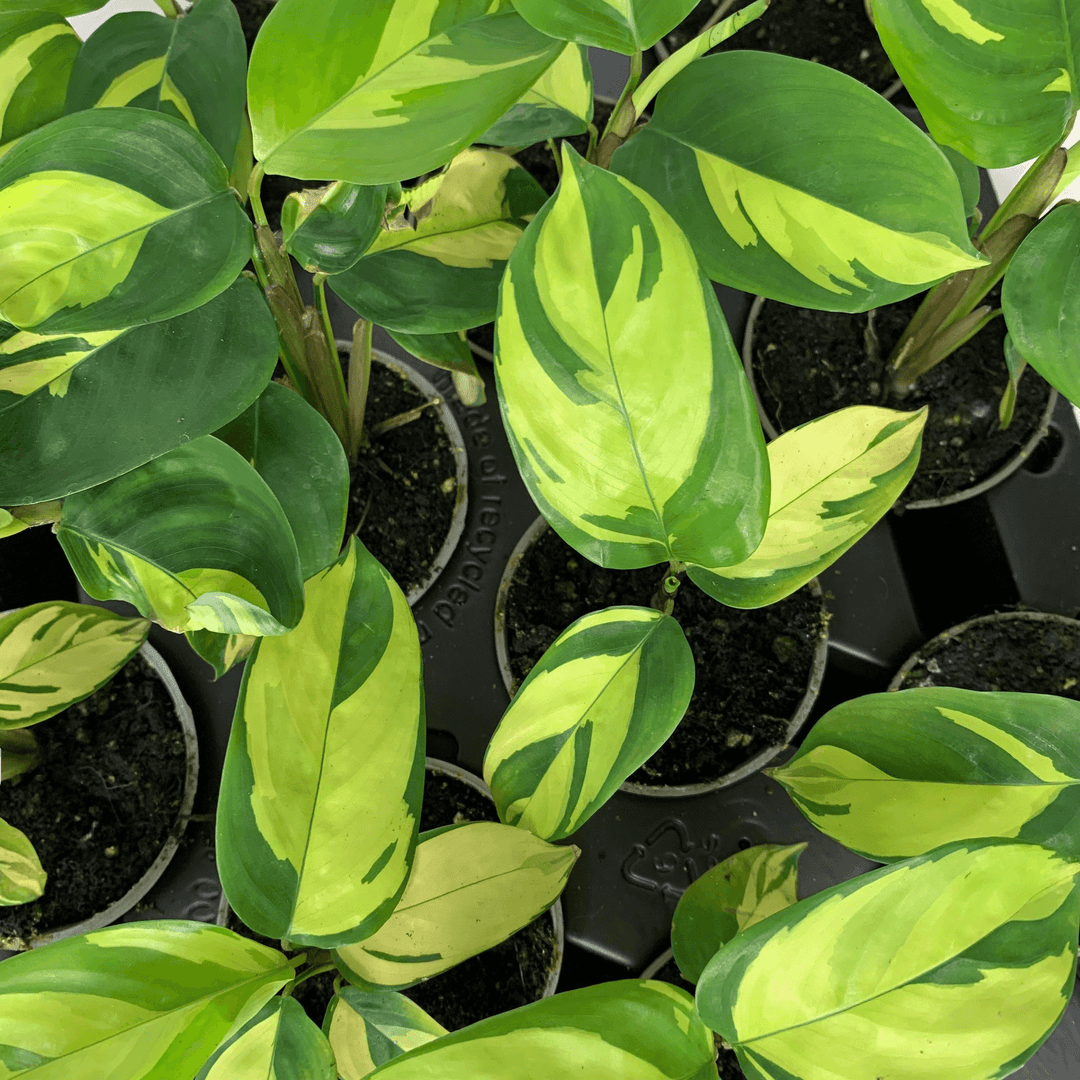Ctenanthe Lubbersiana Golden Mosaic - young plant Foliage Dreams
