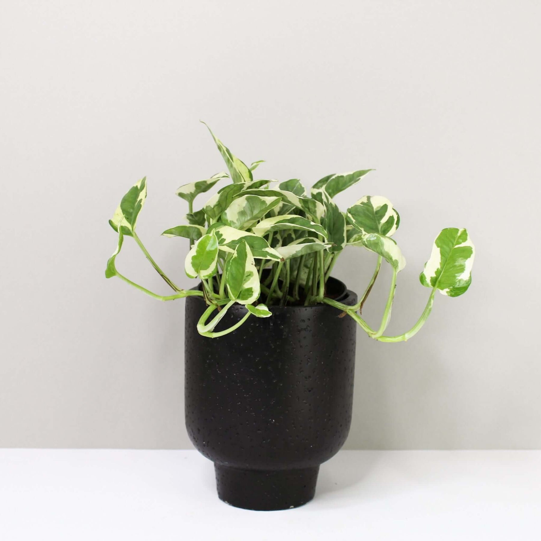 Efeutute N'JOY (Epipremnum) – Foliage Dreams
