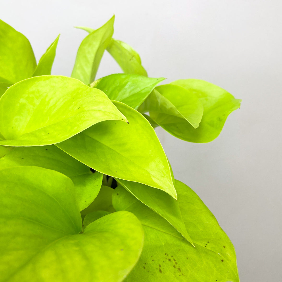 Epipremnum Aureum 'Neon' (Efeutute) Foliage Dreams