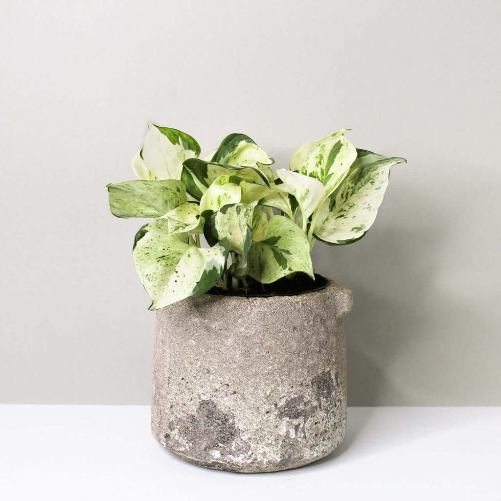 Epipremnum Manjula 'Happy Leaf' (Efeutute) – Foliage Dreams