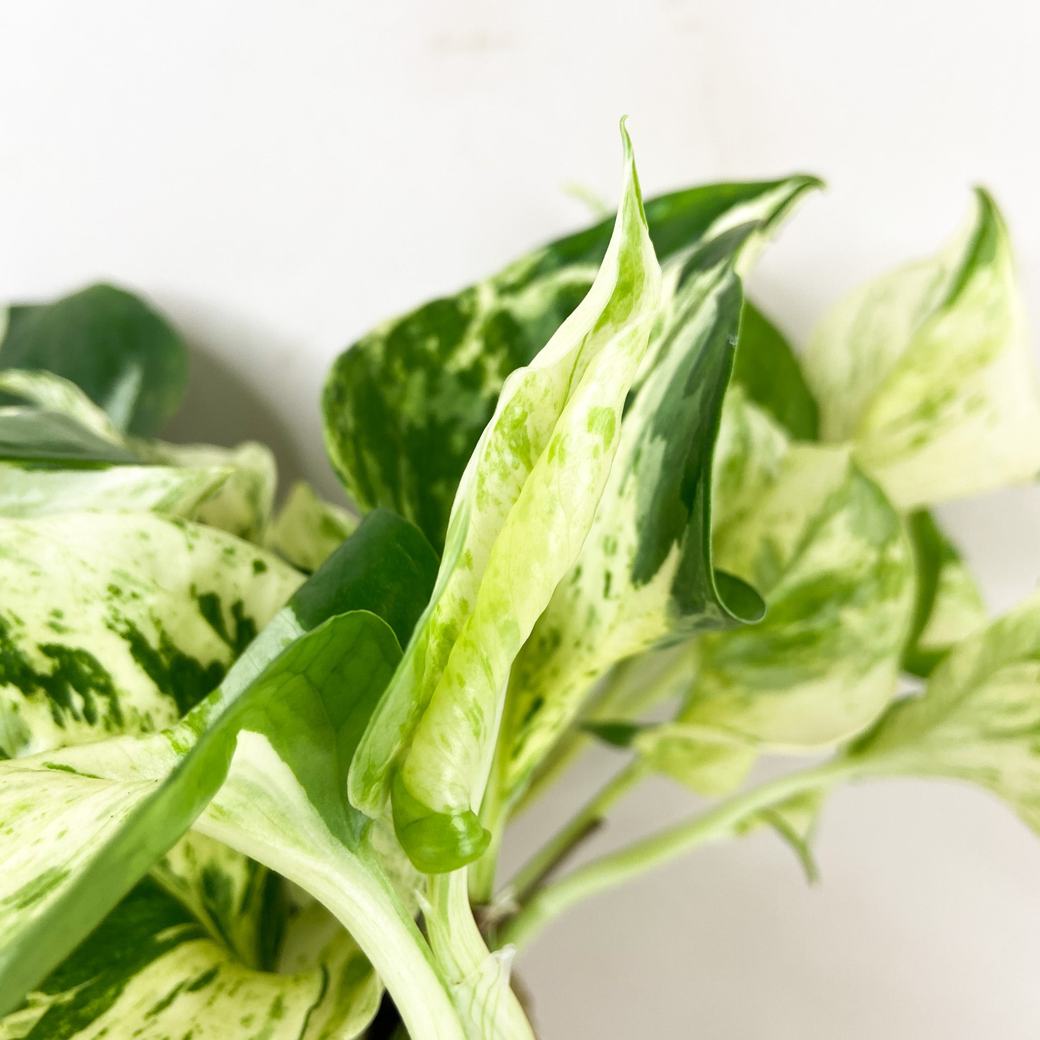 Epipremnum Pinnatum ‚Happy Leaf‘ — Panaschierte Efeutute, 12 Cm Topf, Pflegeleichte Luftreinigungs-Zimmerpflanze