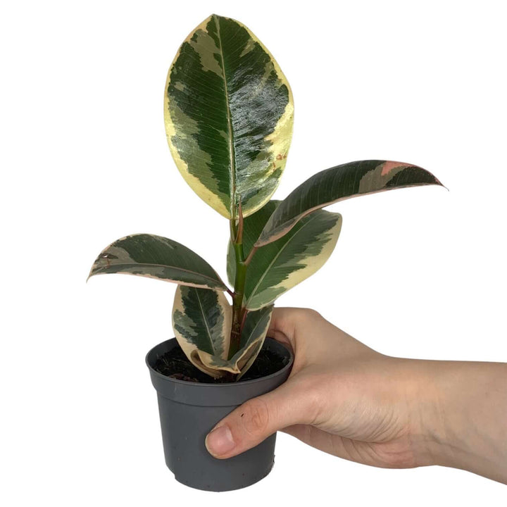 Ficus elastica 'Tineke' (Rubber Plant) Foliage Dreams