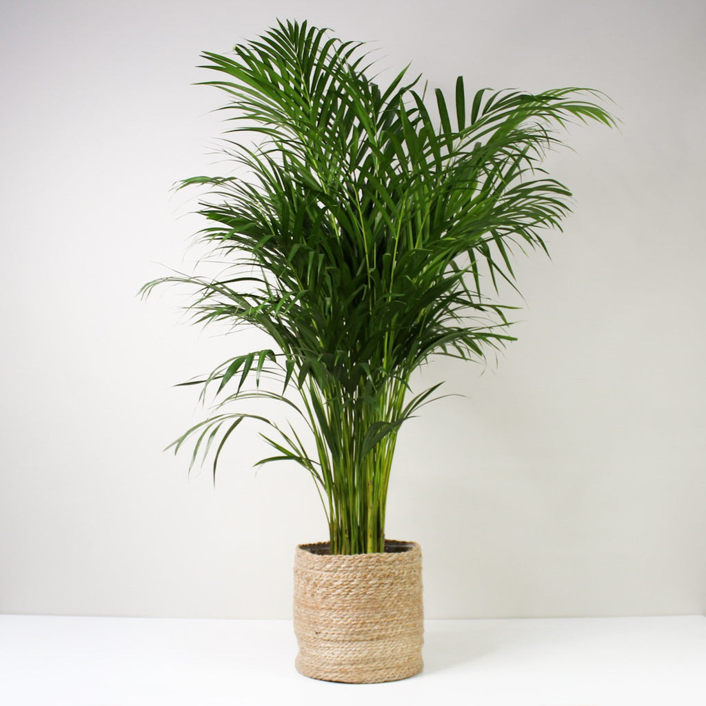 Goldfruchtpalme (Dypsis Lutescens) – Foliage Dreams