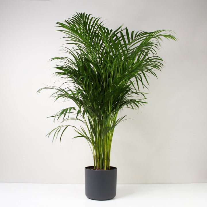 Goldfruchtpalme (Dypsis Lutescens) XL / Topf anthrazit Foliage Dreams