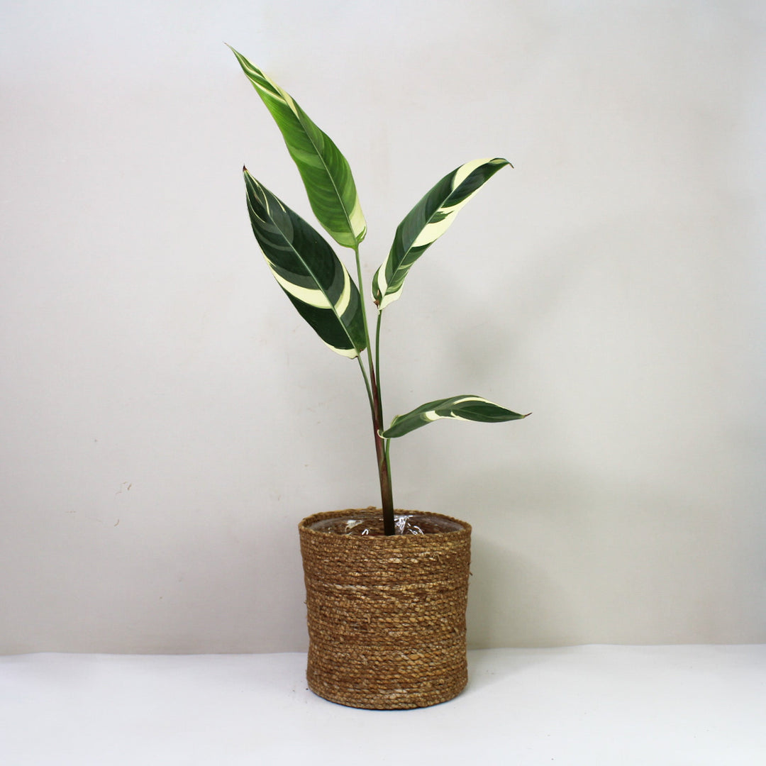 Heliconia Variegata Foliage Dreams