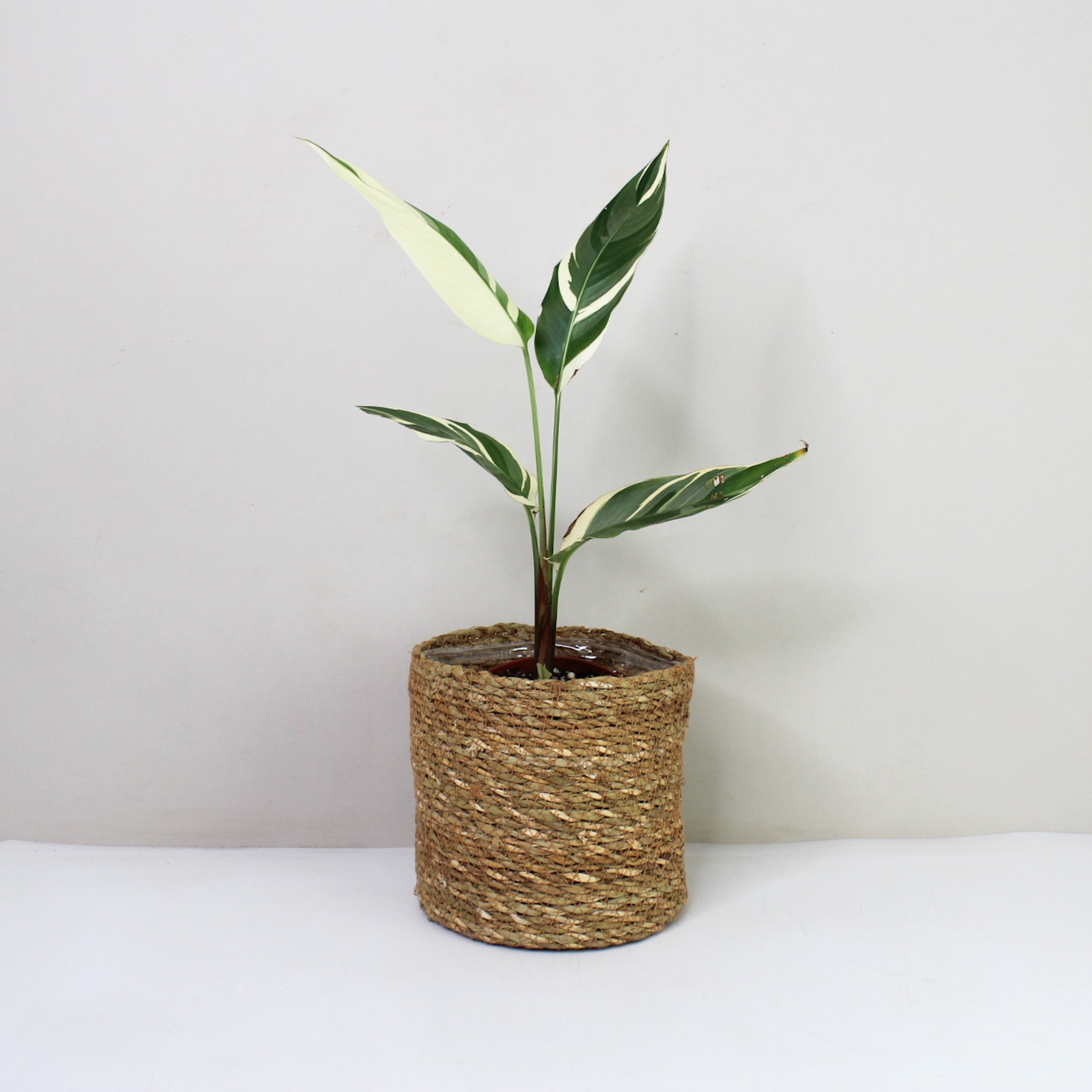 Heliconia Variegata - S