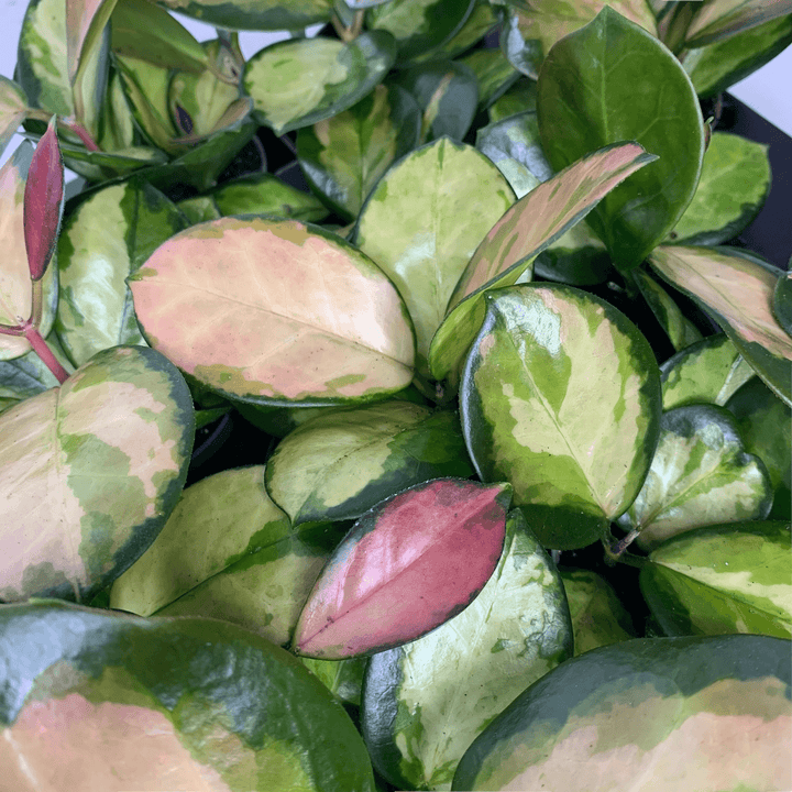 Hoya australis lisa tricolor - young plant Foliage Dreams