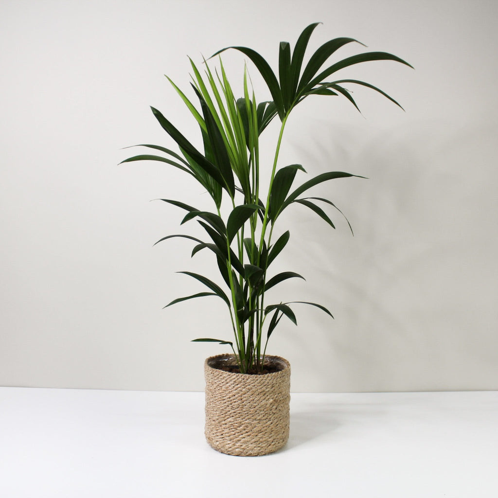 Kentia Palme (Howea fosteriana)