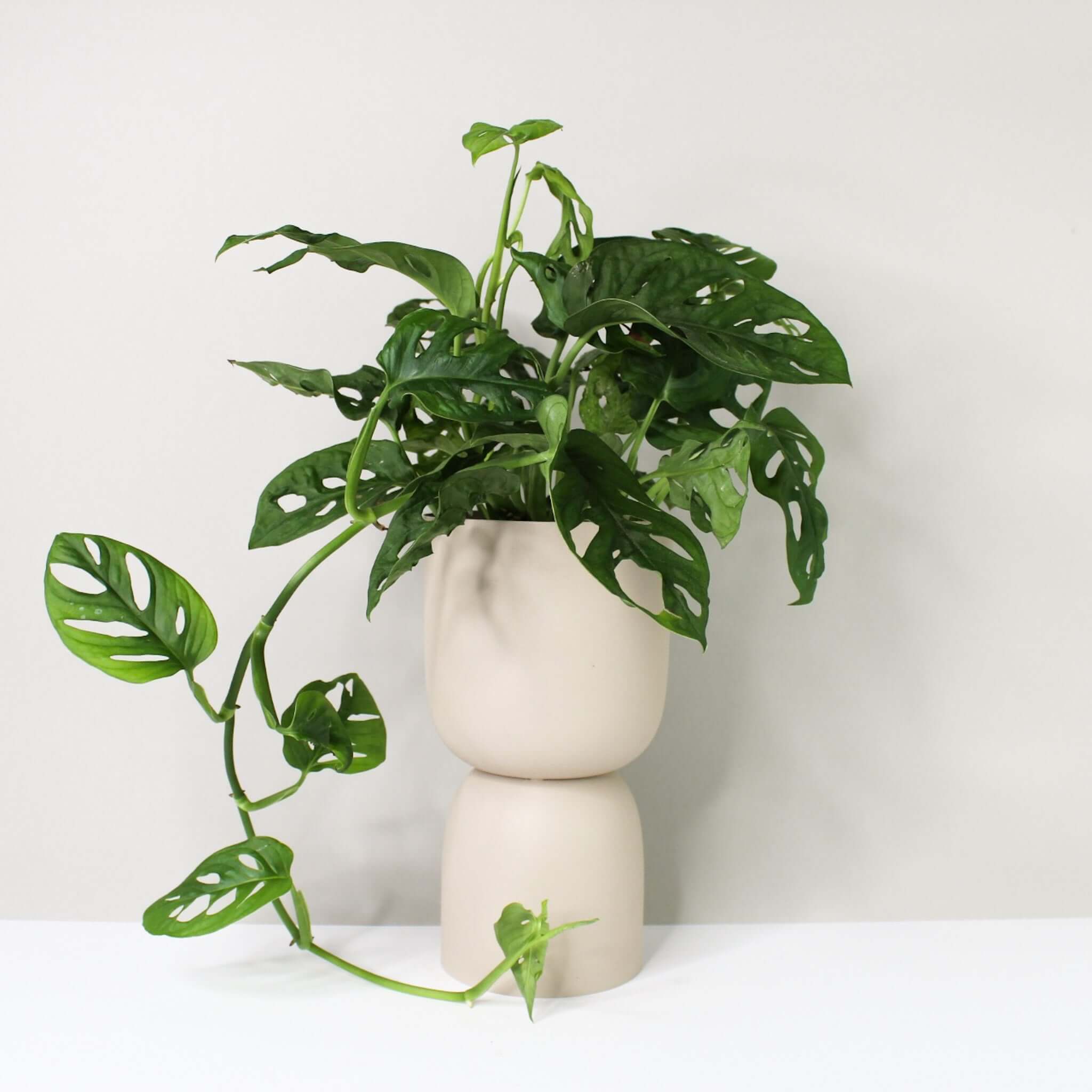 Monstera Adansonii 'Monkey Leaf'