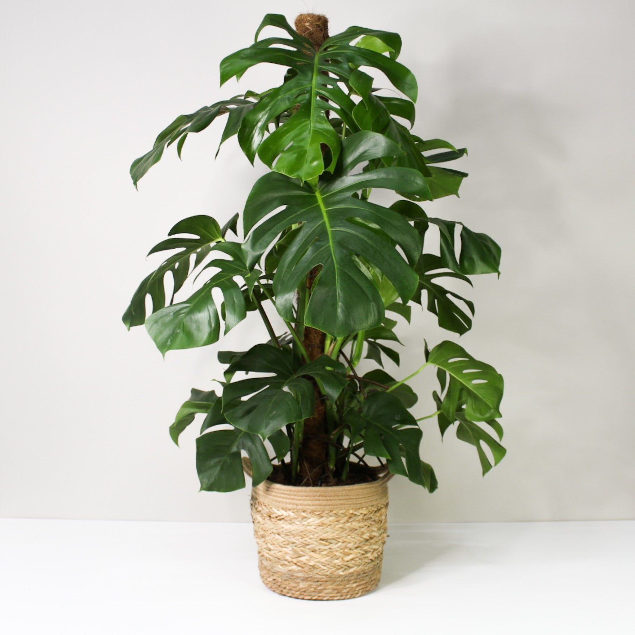Monstera Deliciosa (Fensterblatt) - XL
