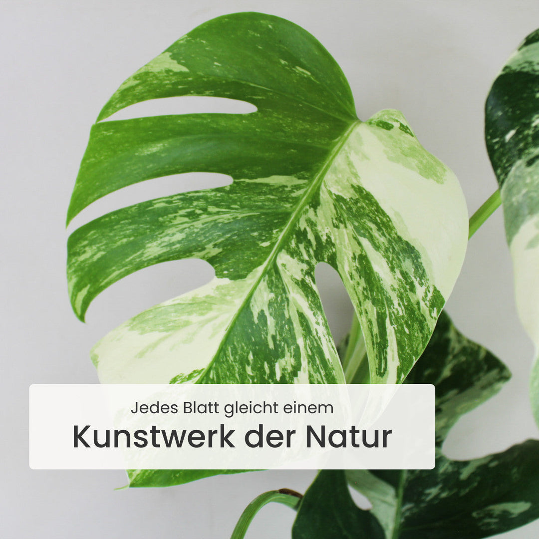 monstera deliciosa blatt Monstera Deliciosa Variegata – Foliage Dreams