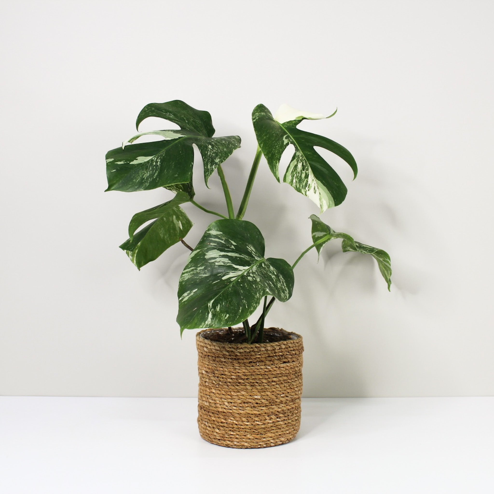 Monstera Deliciosa Variegata – Foliage Dreams