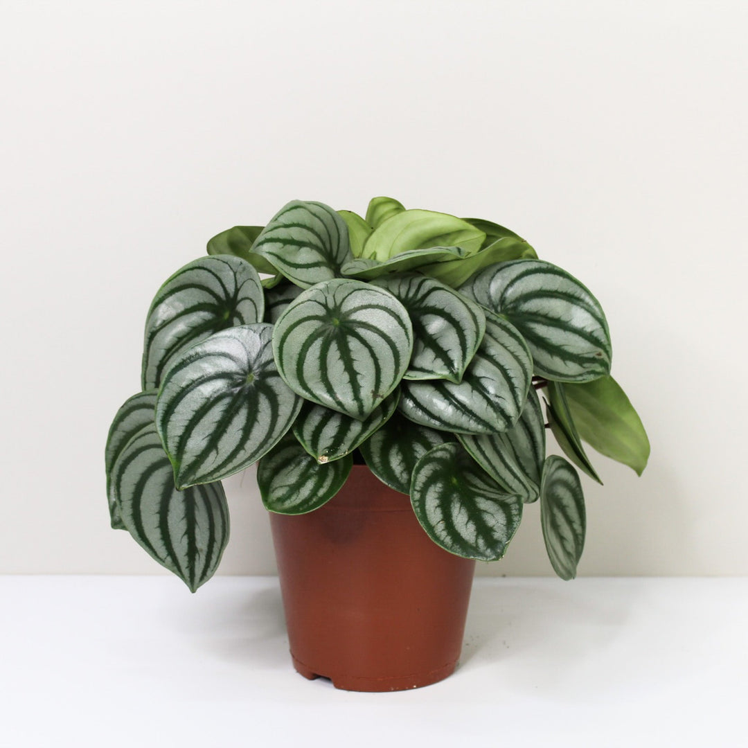 Peperomia Argyreia 'Watermelon' L / ohne Übertopf Foliage Dreams