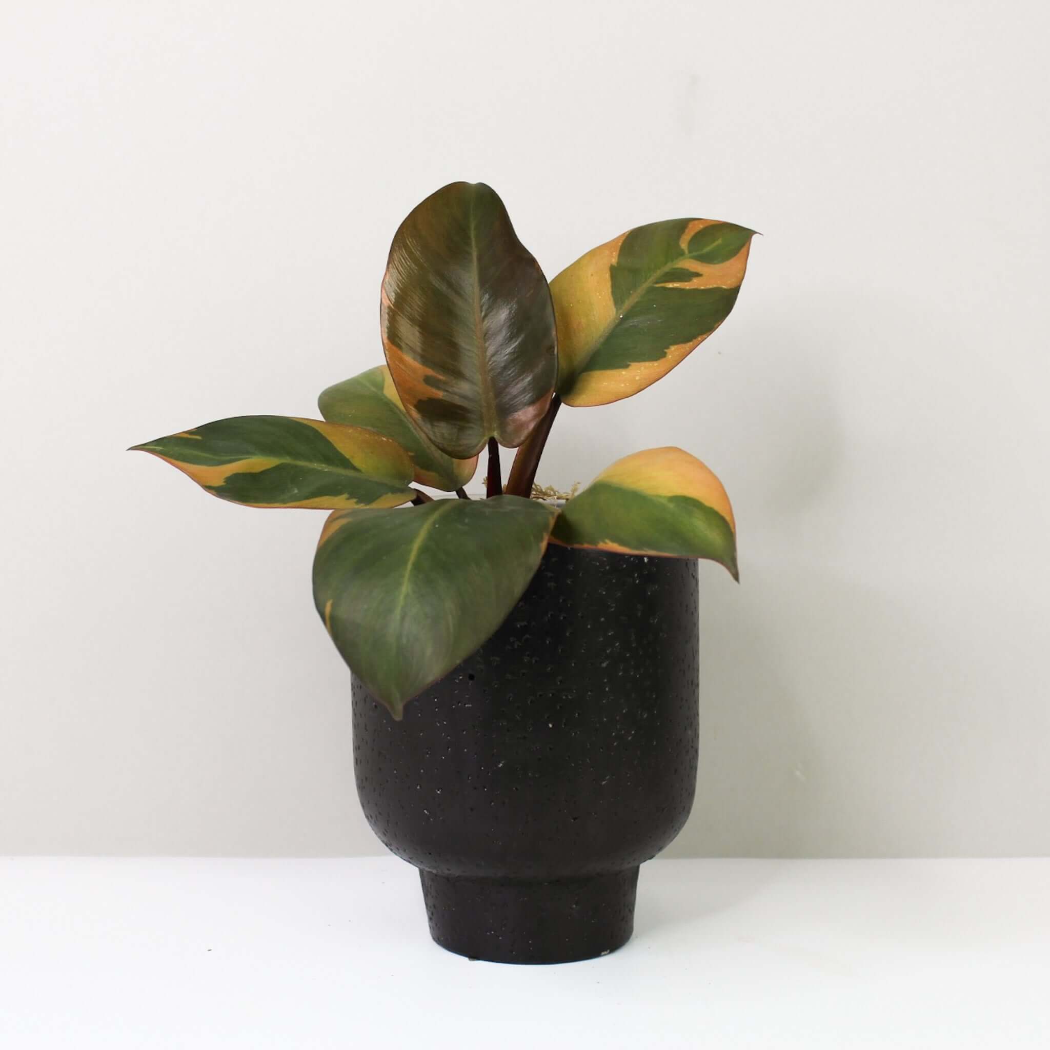 Philodendron Black Cardinal Variegata – Foliage Dreams
