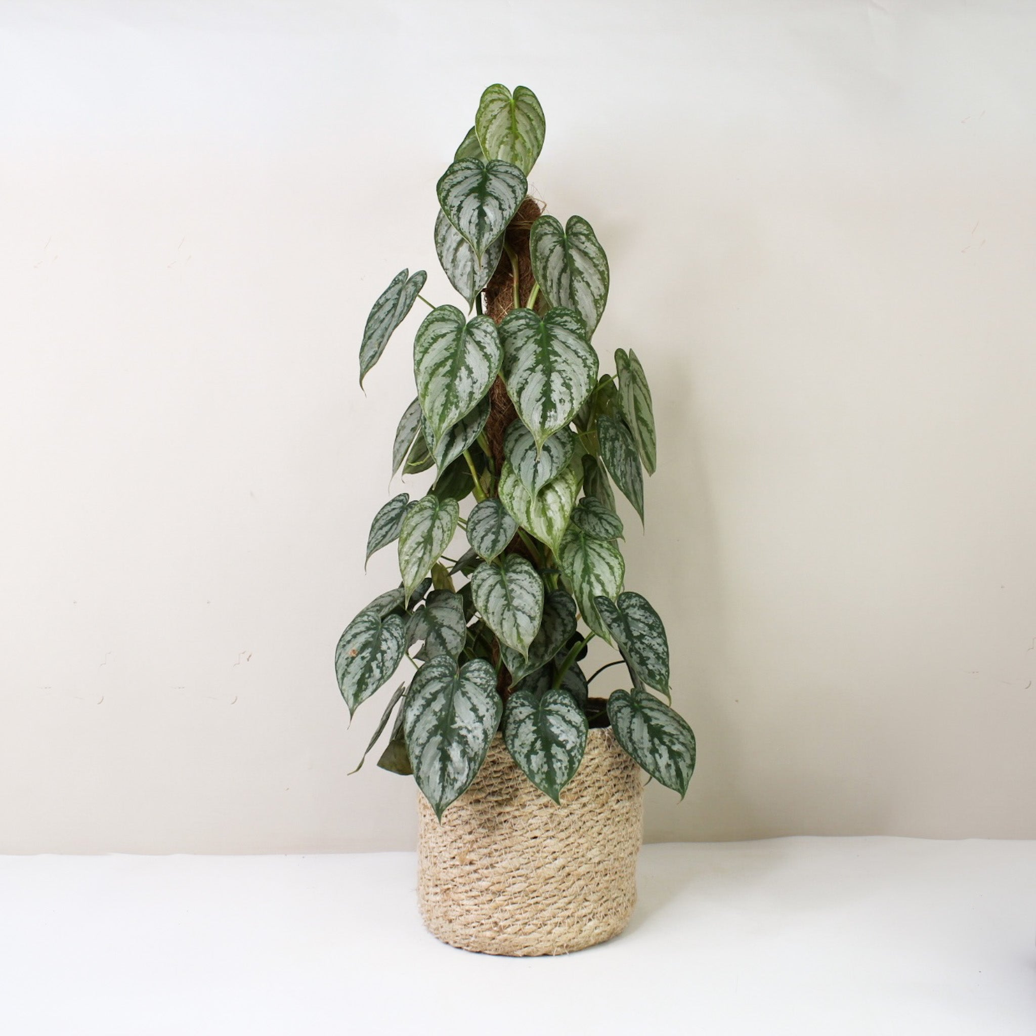 bohemian planten Juno Macrame Plant Hangers (set of 4) main image 1