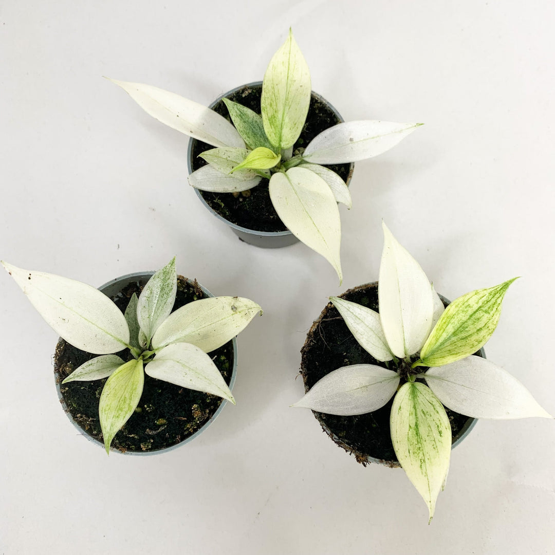 Philodendron Florida Ghost - Babypflanze Foliage Dreams