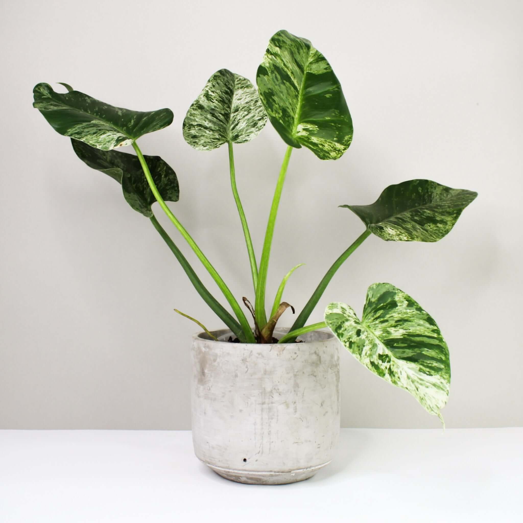 Philodendron Giganteum Variegata ‘Blizzard’