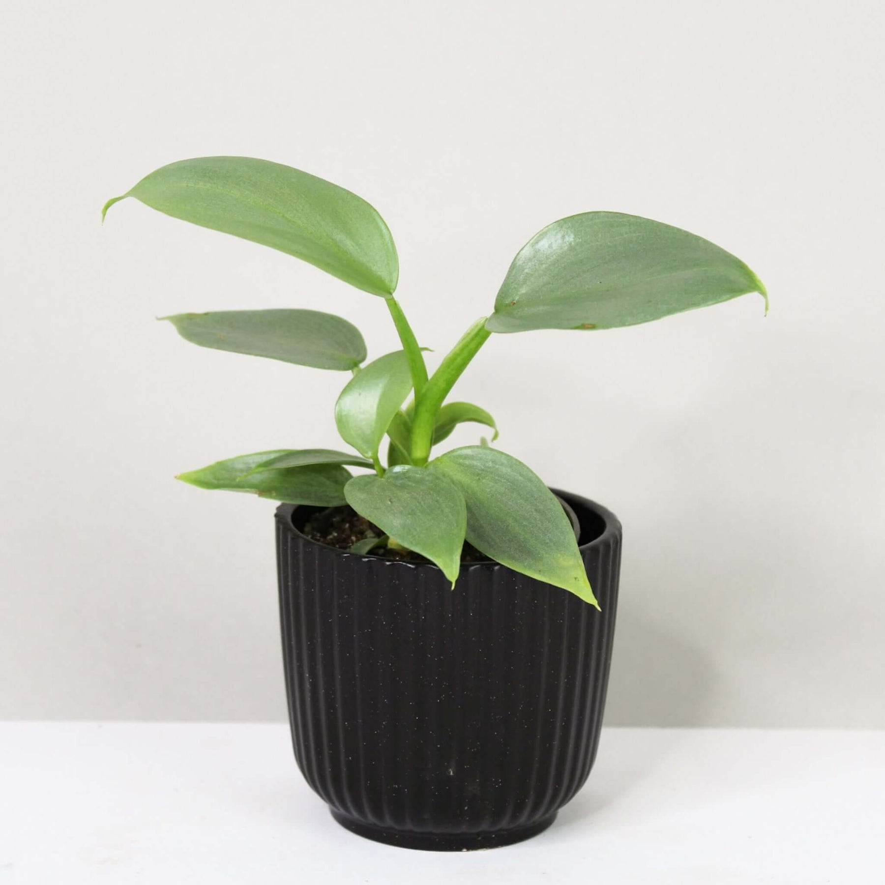 philodendron hastatum juvenile Philodendron Hastatum Silver Sword