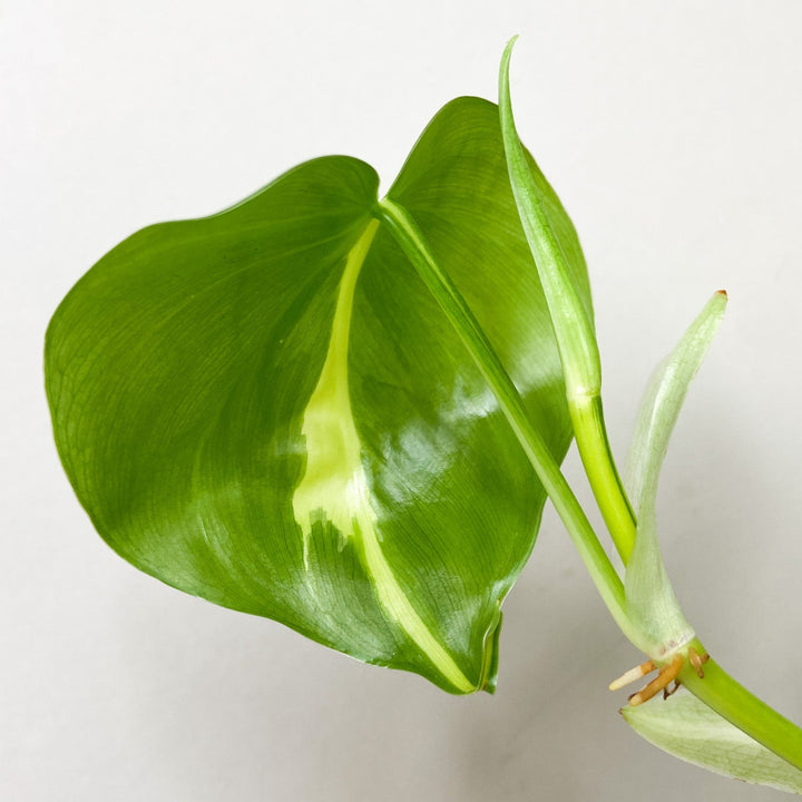 Philodendron Hederaceum Brasil Foliage Dreams